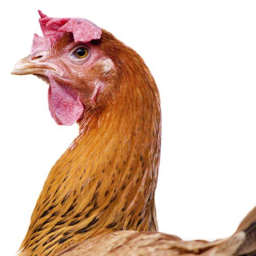 logo Animal Equality