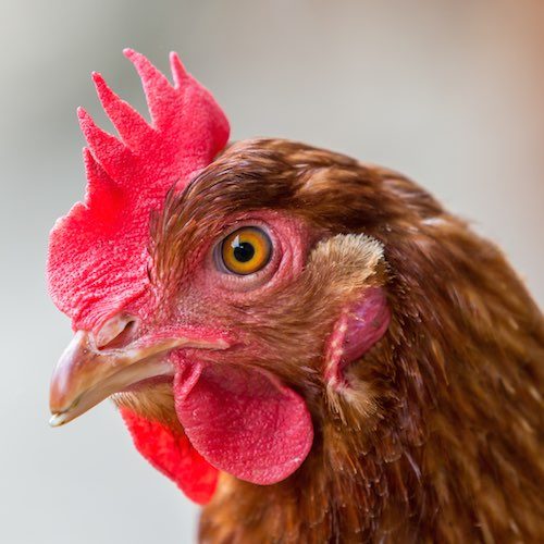 Esperamos que Dulce Rojo rechace públicamente el uso de huevo de gallinas enjauladas como más de 70 empresas ya lo han hecho en México.
logo Animal Equality