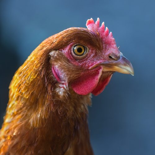 Con el nuevo compromiso de La Crepería, serán cientos de gallinas las que ya no sufrirán a causa del cruel sistema de jaulas.
logo Animal Equality