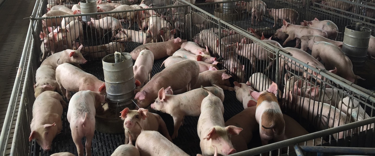 Cerdos en granja industrial