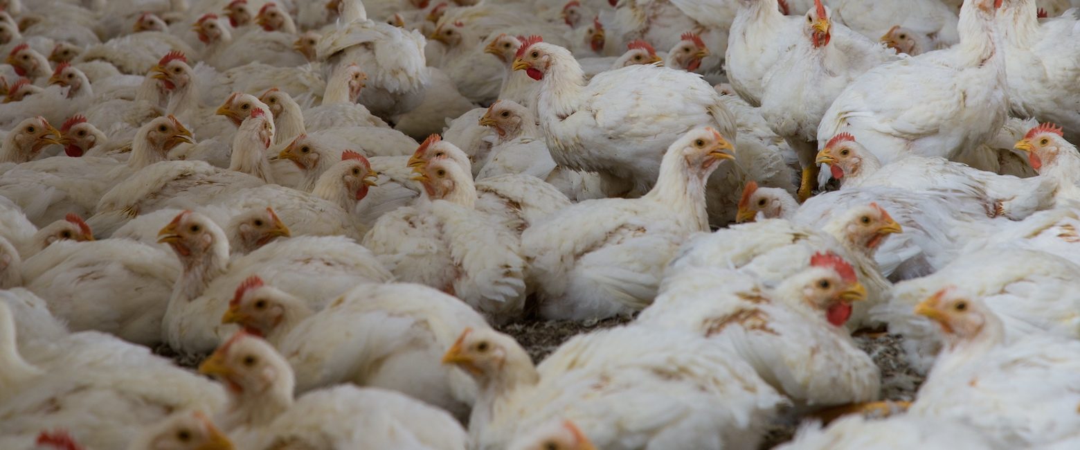 Lo pollos criados para carne sufren muchísimo pero podemos hacer mucho para cambiar su realidad.
Pollos en granja industrial