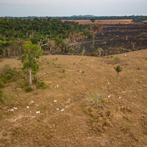 Nuestros investigadores han revelado la conexión entre la deforestación en la selva amazónica y la ganadería.
logo Animal Equality