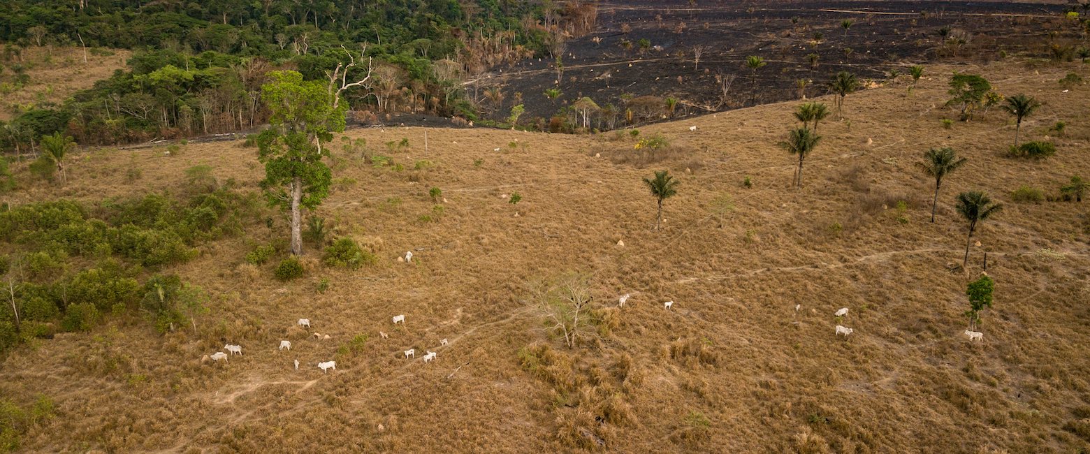 Deforestación en Amazonas