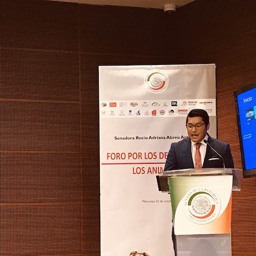 Destacamos la importancia de incluir a los animales considerados de consumo en la reforma a la Constitución.
logo Animal Equality