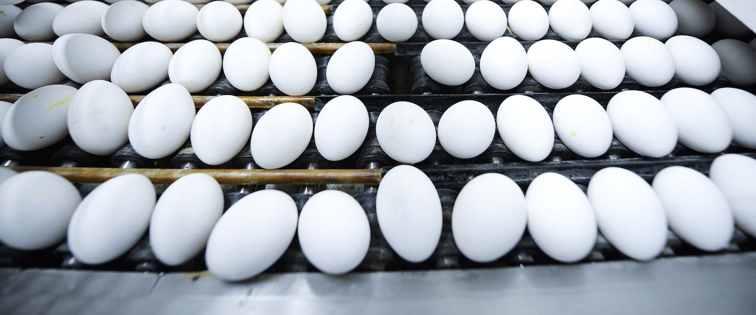 Por primera vez se tienen en cuenta requisitos de bienestar animal como condición para la eliminación de aranceles.
Producción de huevos