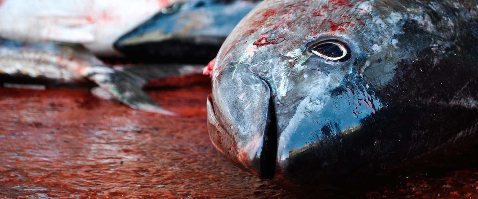 Pesca industrial