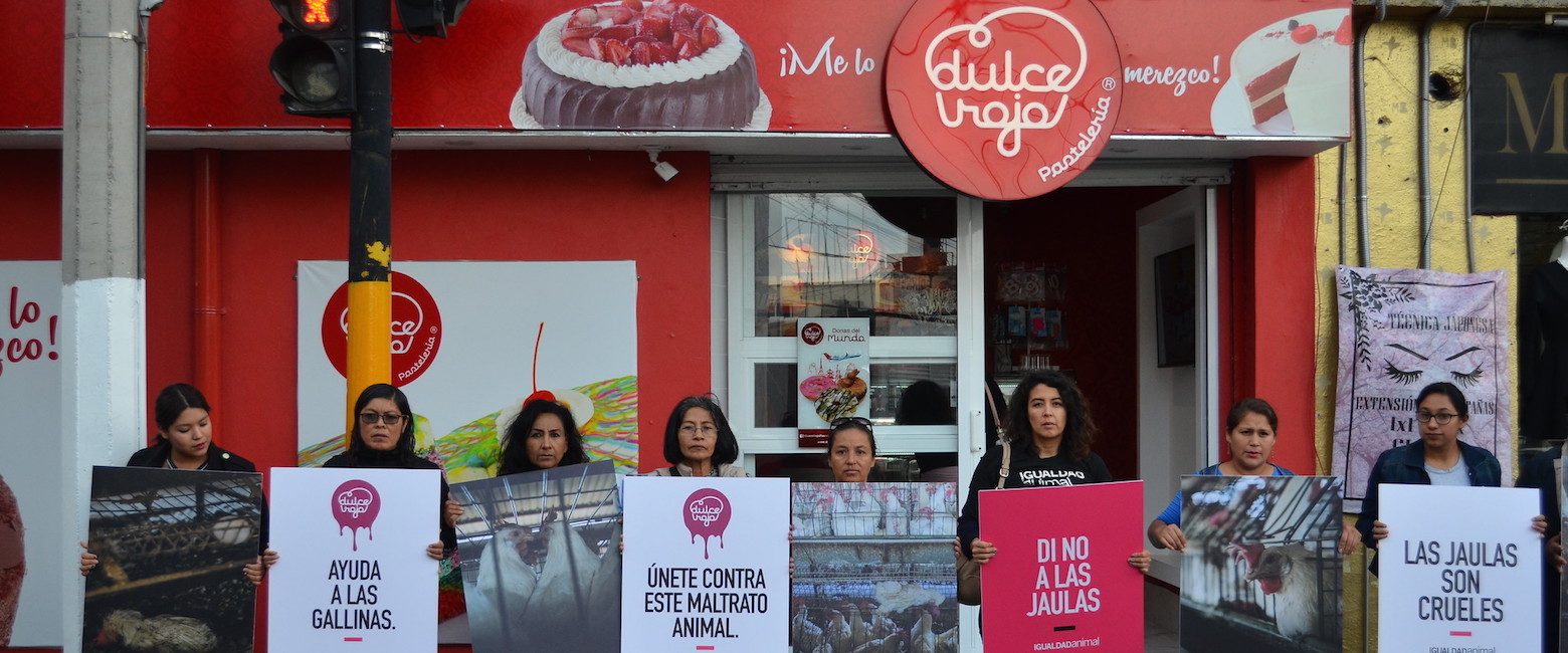 Han exhortado a la pastelería Dulce Rojo a sumarse a la tendencia para rechazar las jaulas en la industria del huevo.
Protesta ante Dulce Rojo en Toluca