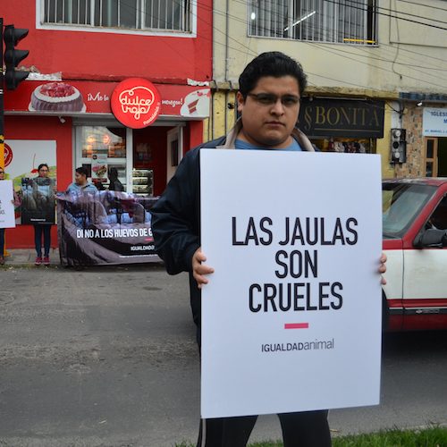 Han exhortado a la pastelería Dulce Rojo a sumarse a la tendencia para rechazar las jaulas en la industria del huevo.
logo Animal Equality