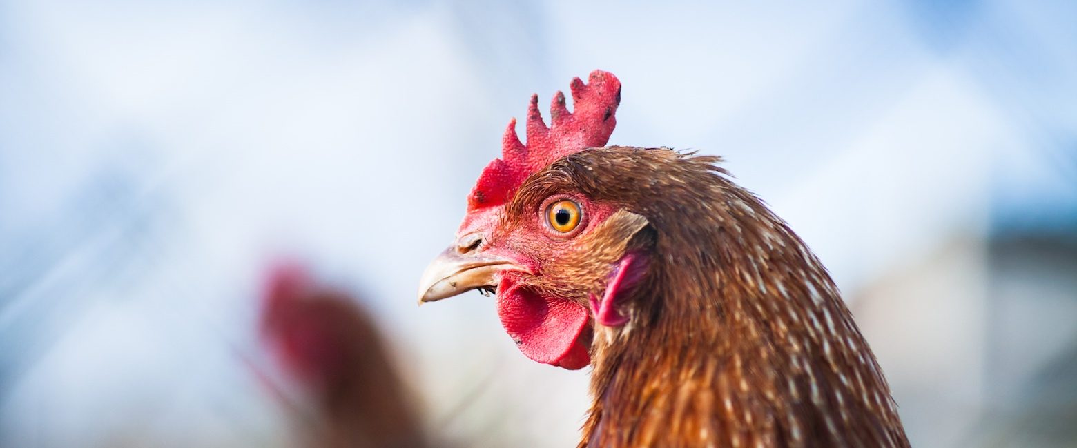 El principal productor de huevos en Brasil se comprometió a prohibir las jaulas.
Gallina libre de jaulas