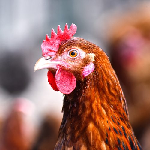 El principal productor de huevos en Brasil se comprometió a prohibir las jaulas.
logo Animal Equality
