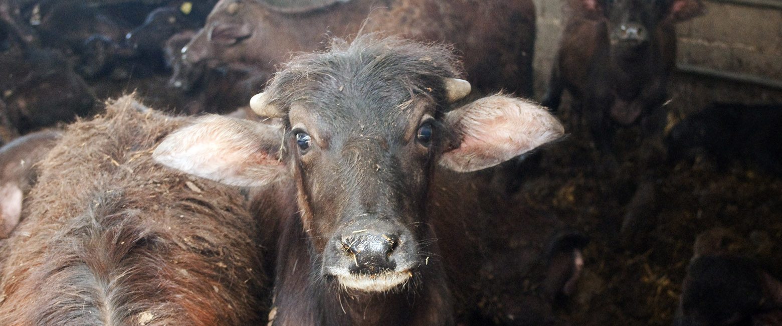 Hemos dejado al descubierto el horror que esconde la producción de esta “excelencia” del Made in Italy. Búfalo tenero en granja