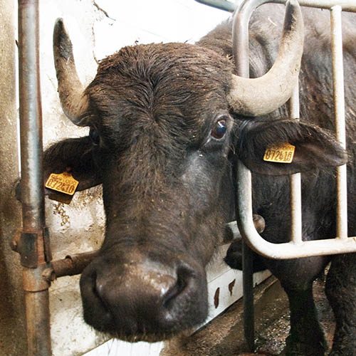 Hemos dejado al descubierto el horror que esconde la producción de esta “excelencia” del Made in Italy. logo Animal Equality