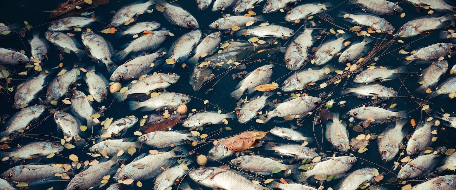 Actualmente las sanciones administrativas ni siquiera contemplan revertir el daño medioambiental.
Peces muertos