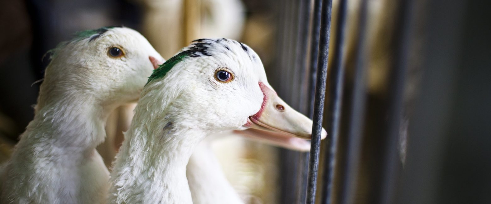 Se suma a California en la prohibición de este producto que causa un inmenso sufrimiento a patos y ocas.
Granja de foie gras