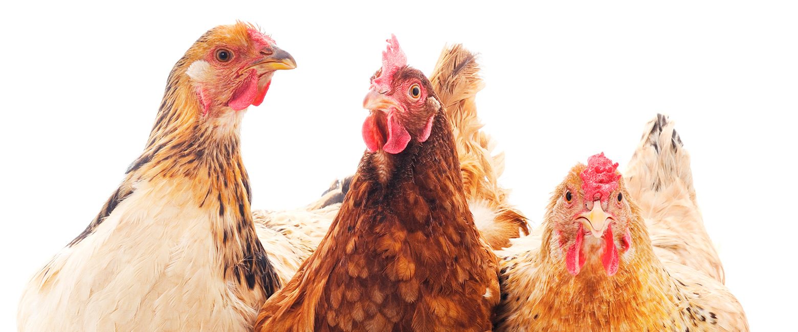 Recalcamos que una empresa con un política que mejore las condiciones de los animales de granja utilizados en la industria de alimentos es una empresa con una ventaja competitiva. Gallinas libres de jaula