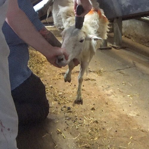 Registramos escenas de crueldad hacia borregos en presencia de un inspector oficial. logo Animal Equality