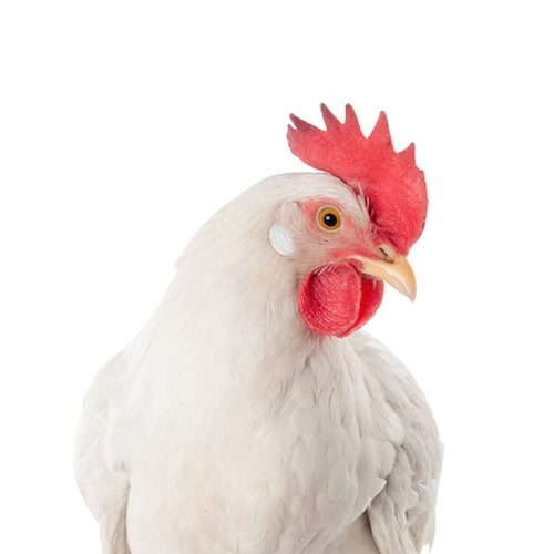 Con este compromiso se suma al grupo de más de 70 empresas en México que han decidido rechazar este cruel sistema.
logo Animal Equality