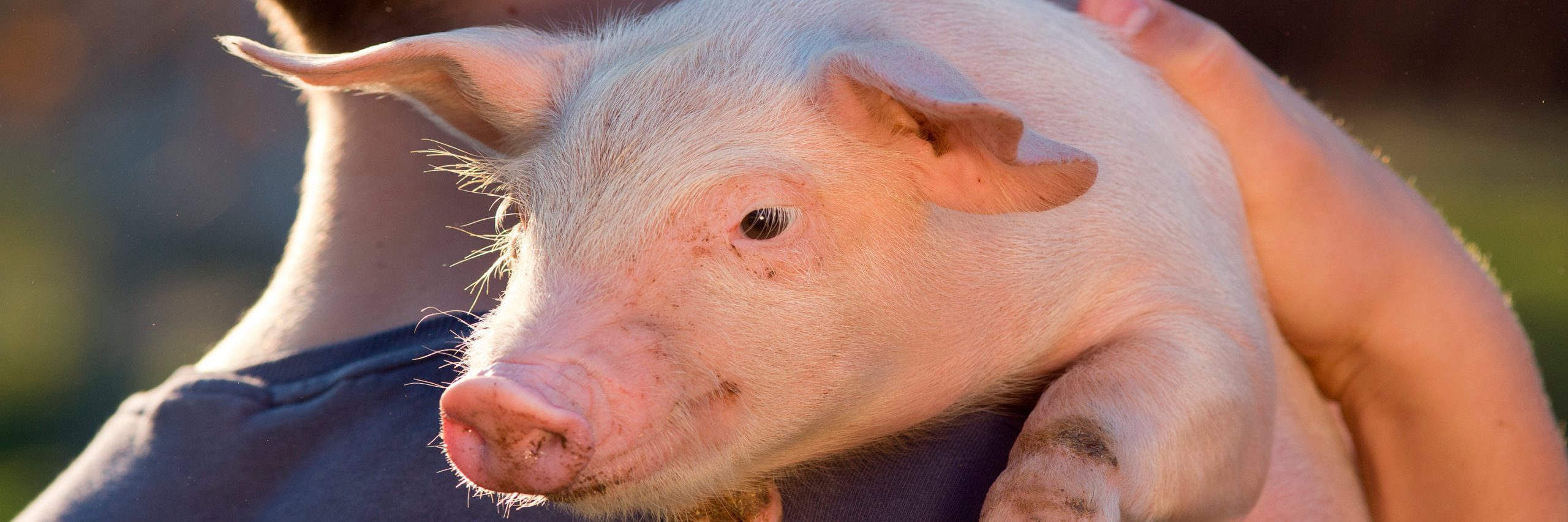 El 2019 nos trajo importantes eventos que indican que estamos cada vez más cerca de acabar con la crueldad hacia los animales.
cerdo
