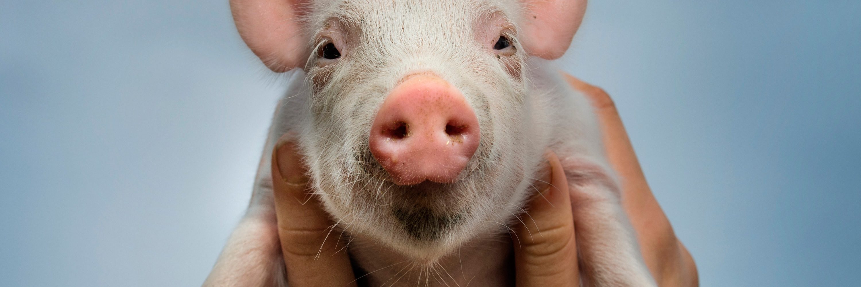 3 ex carniceros decidieron darle la espalda a la cruel industria cárnica y ahora son veganos y defensores de los animales. Cerdo en libertad