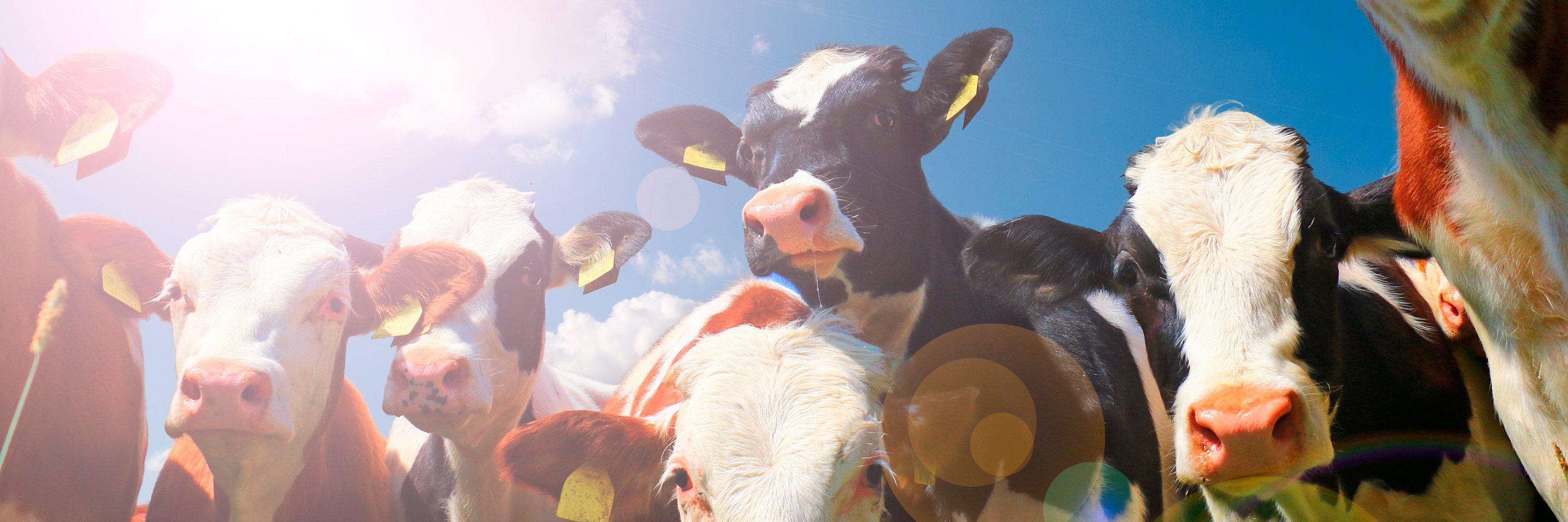 Él también logró entender que todos los animales son alguien y no algo de lo cual sacar provecho. vacas