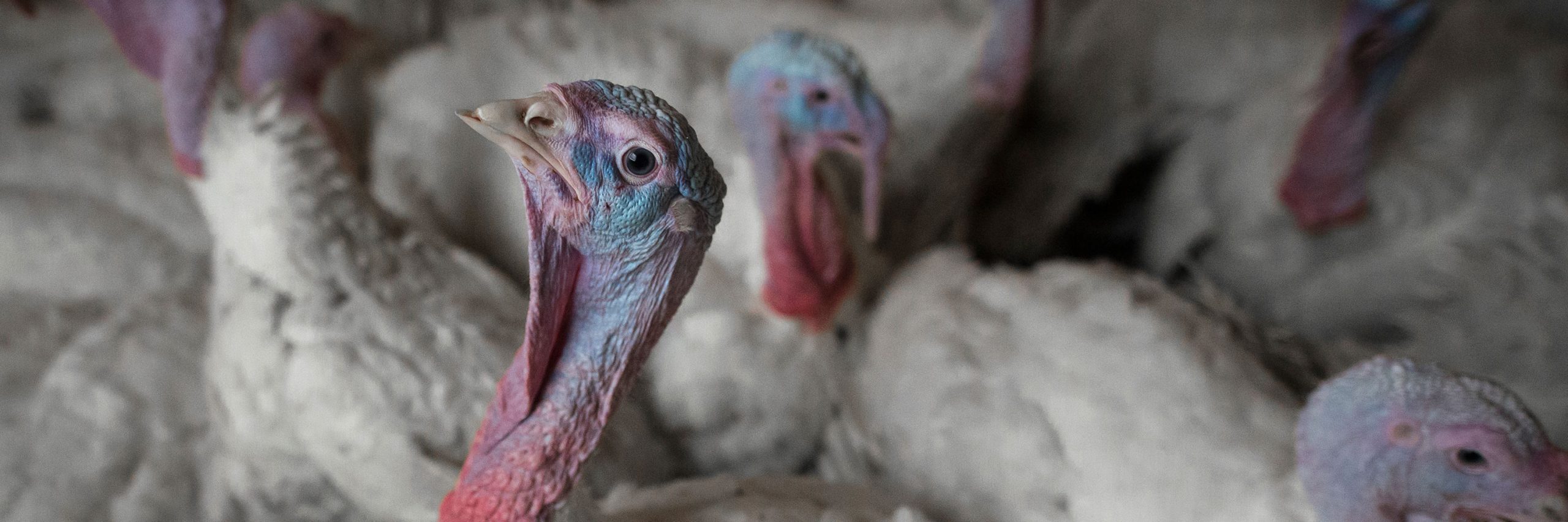 Su sufrimiento inicia desde su primer día de vida y tan solo en México durante las Fiestas son matados un millón 477 mil pavos.
Pavo en granja industrial