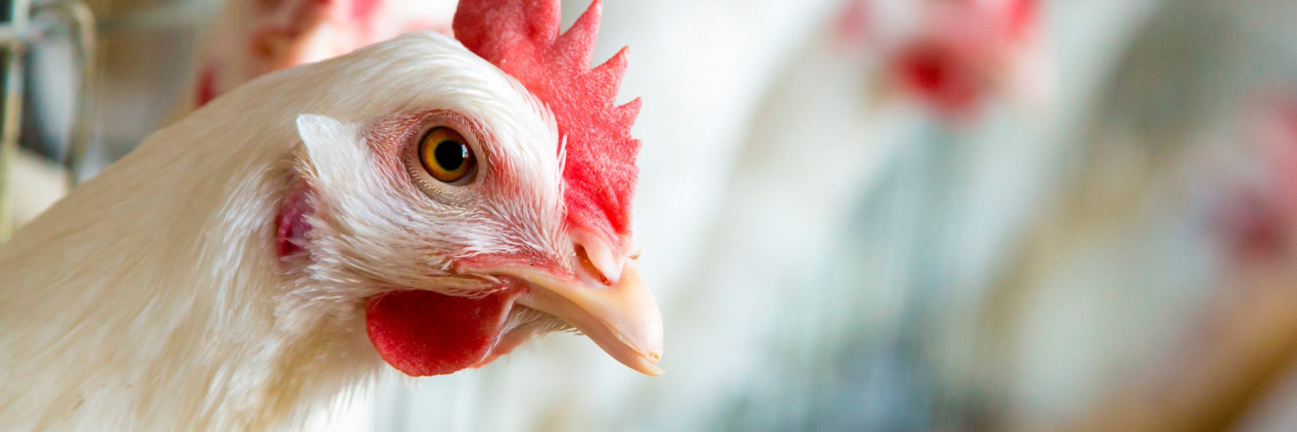 Más de 1,000 empresas y marcas alrededor del mundo ya las han prohibido.
Gallina en jaula