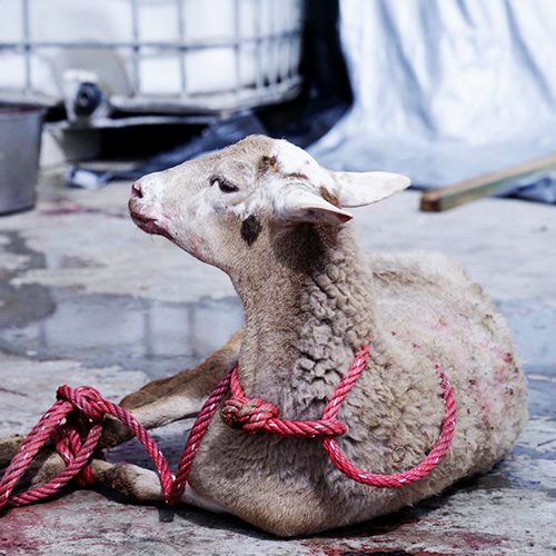 logo Animal Equality
