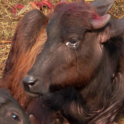 A pesar de la indignación internacional, cientos de miles de animales podrían ser brutalmente matados en los próximos dos días. logo Animal Equality