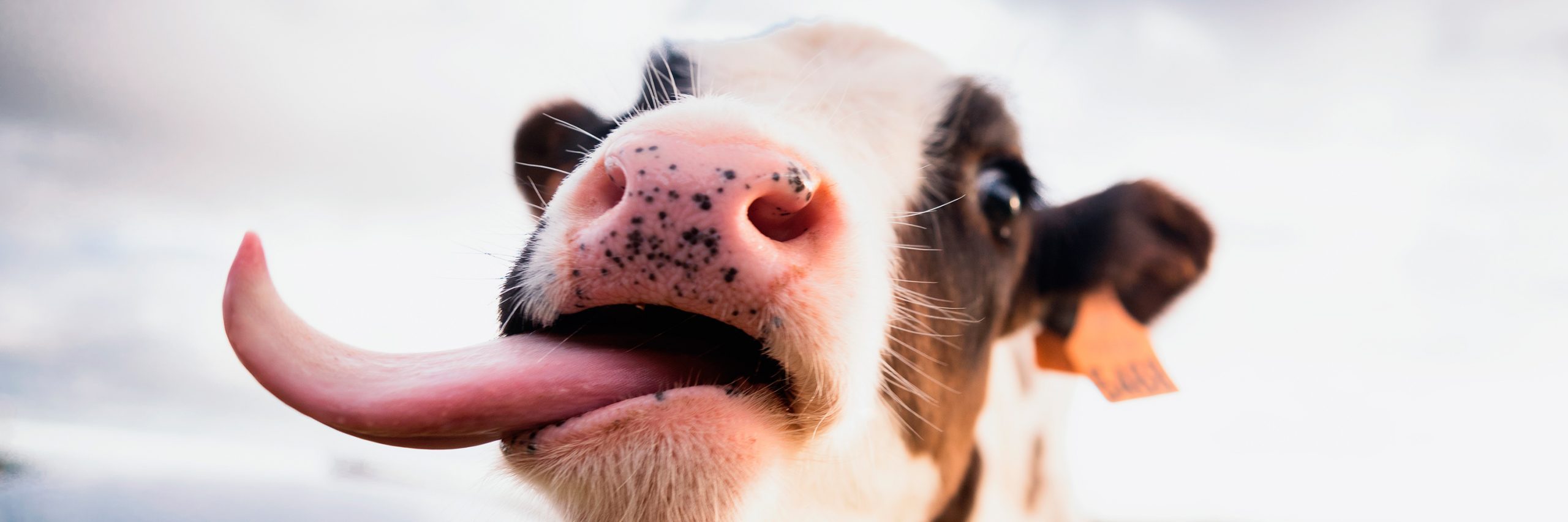 Los animales cuentan contigo y afortunadamente puedes hacer muchas cosas para acabar con la crueldad hacia ellos.
Propósitos del 2020 para ayudar animales