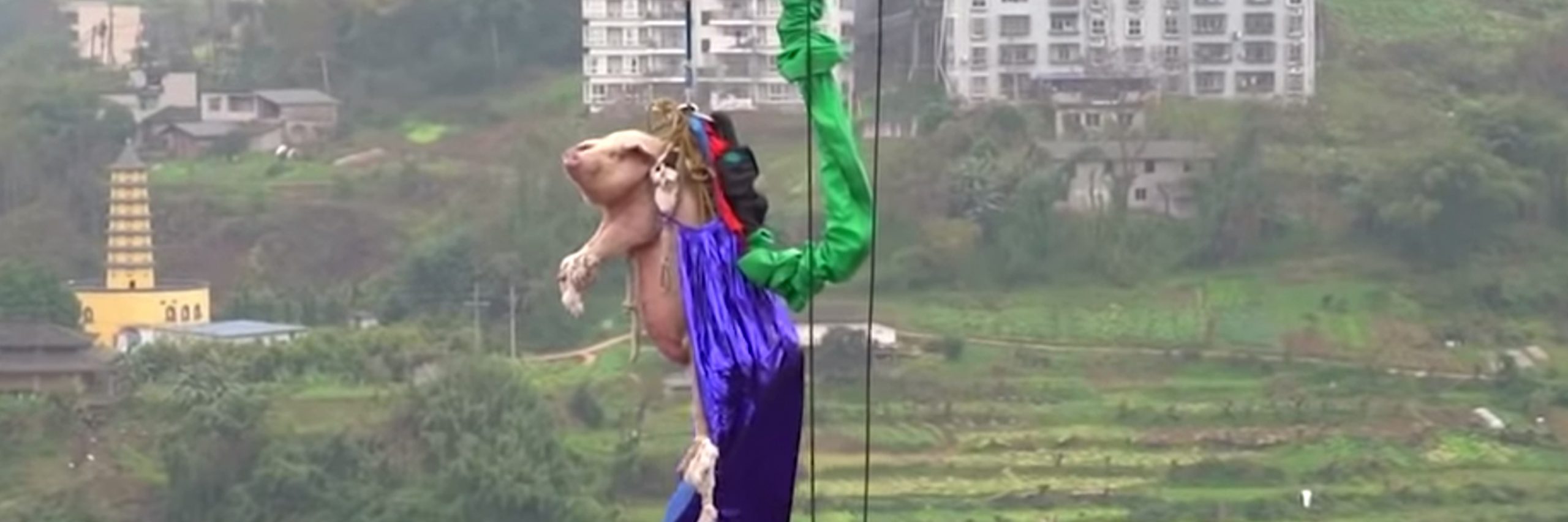 Además de haber sido víctima de una gran crueldad este animal fue ridiculizado en medio de su sufrimiento. Cerdo lanzando en bungee