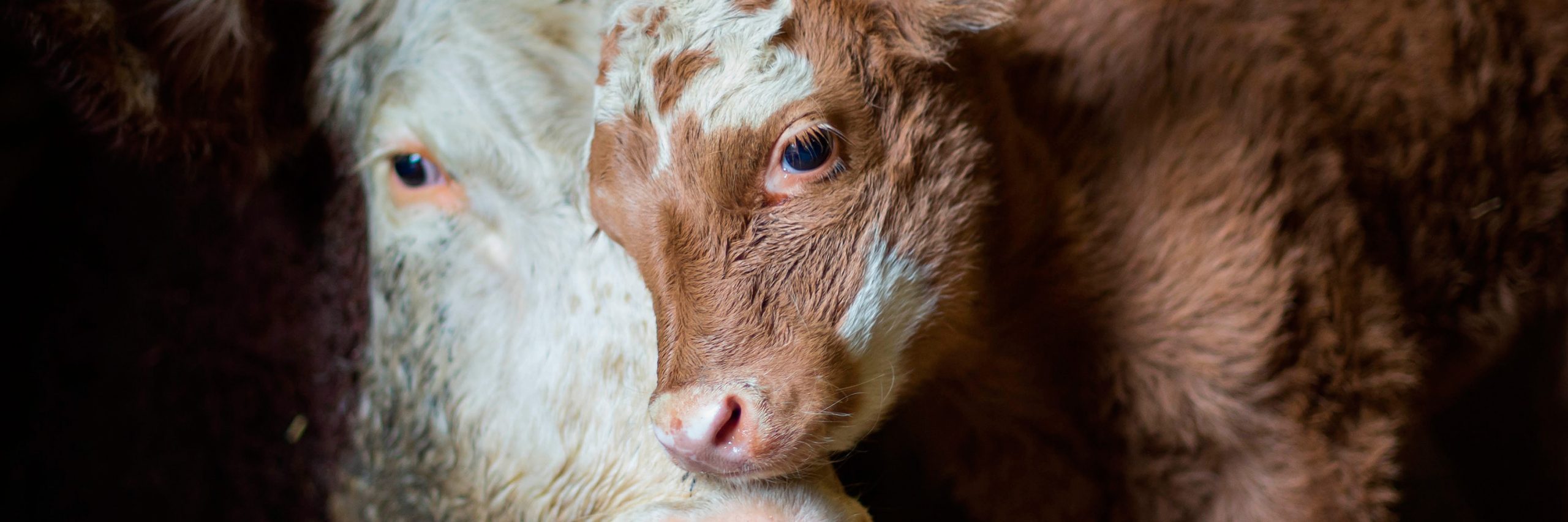 El mercado de las alternativas a la carne sigue en aumento apoyado por inversionistas, celebridades y un consumidor más compasivo y consciente. Carne libre de crueldad