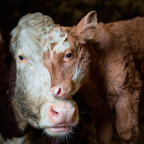 El mercado de las alternativas a la carne sigue en aumento apoyado por inversionistas, celebridades y un consumidor más compasivo y consciente. Carne libre de crueldad