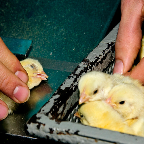 Pollito en la industria del huevo