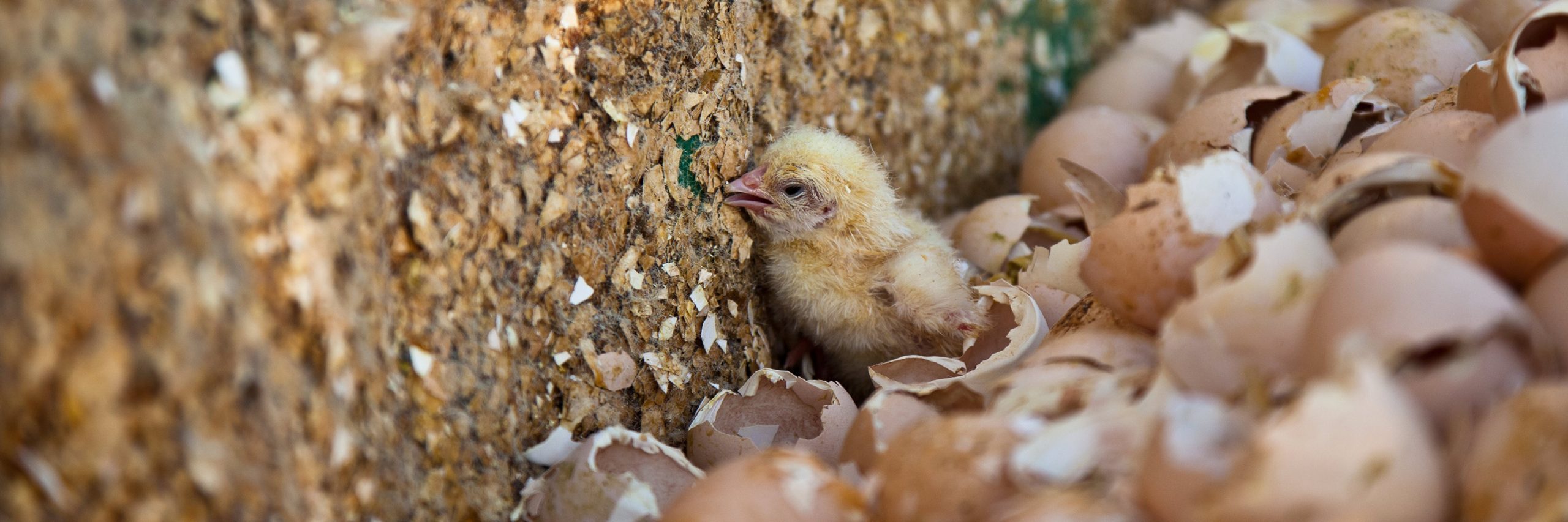 La industria del huevo oculta prácticas tan horribles hacia pollitos y gallinas que serían ilegales si se aplicaran a perros o gatos.
Pollito en la industria del huevo