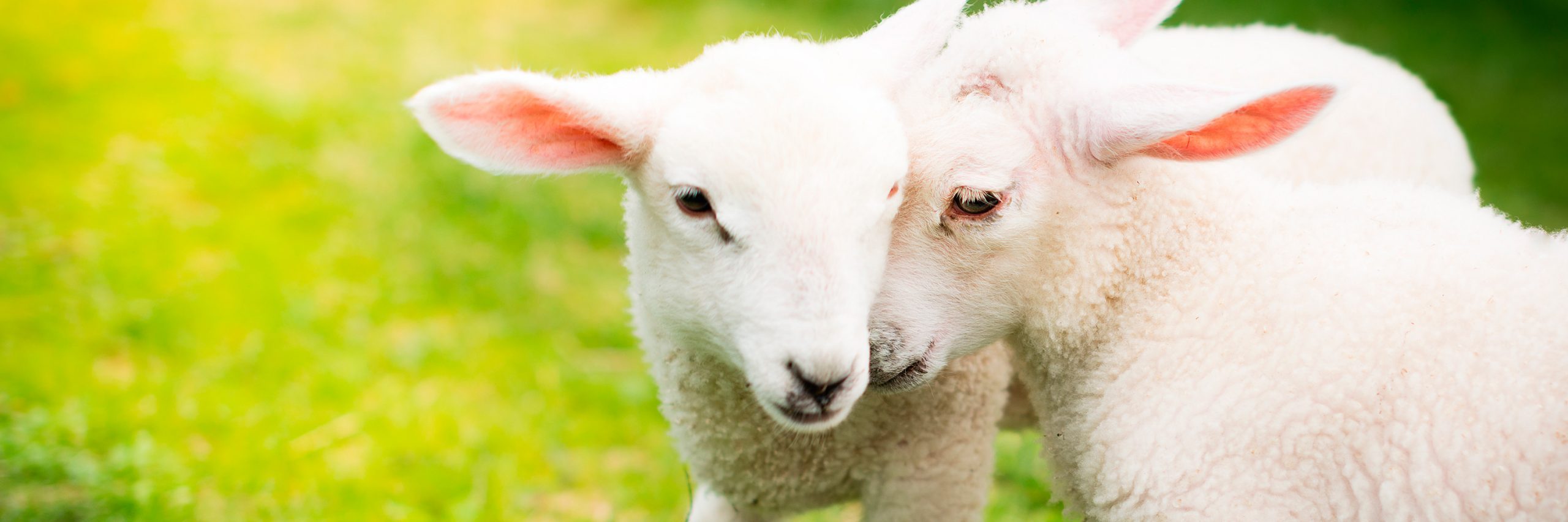 El fallo de un tribunal británico protegerá de la discriminación a las personas que son veganas por estar en contra del maltrato y muerte de animales.