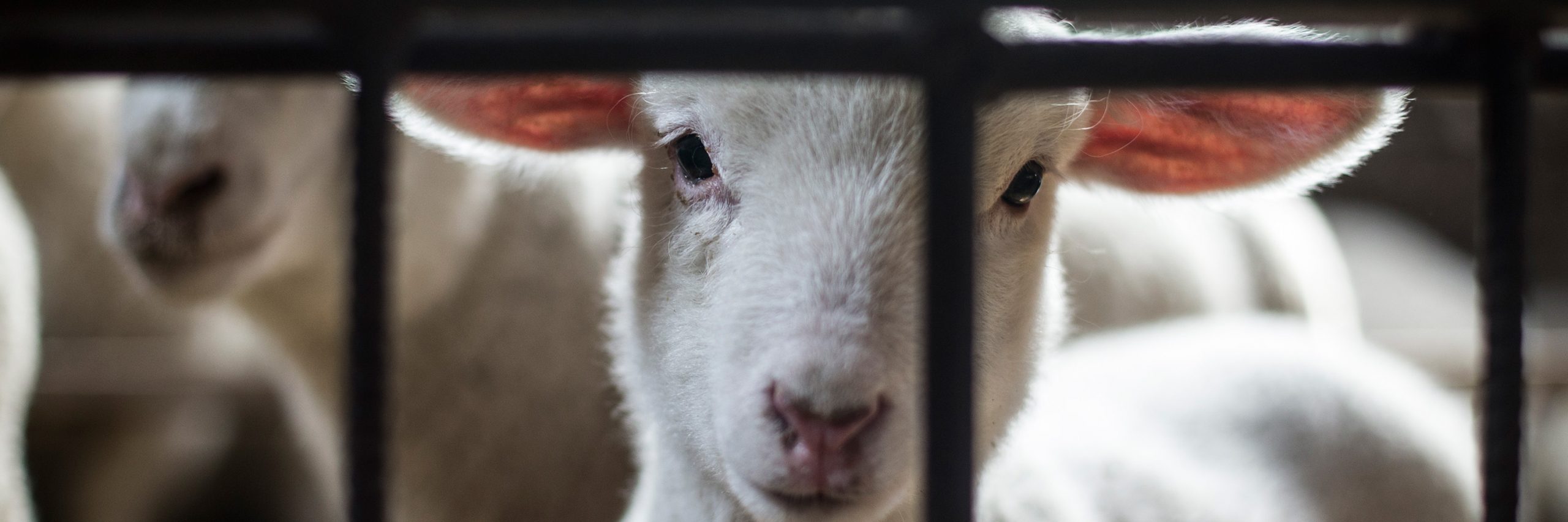 Con tú ayuda podemos proteger a los animales de la crueldad de estos terribles lugares. Borrego en granja