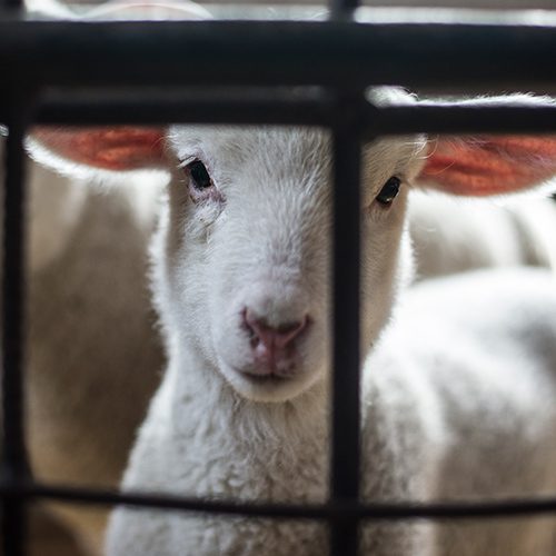 Con tú ayuda podemos proteger a los animales de la crueldad de estos terribles lugares. logo Animal Equality