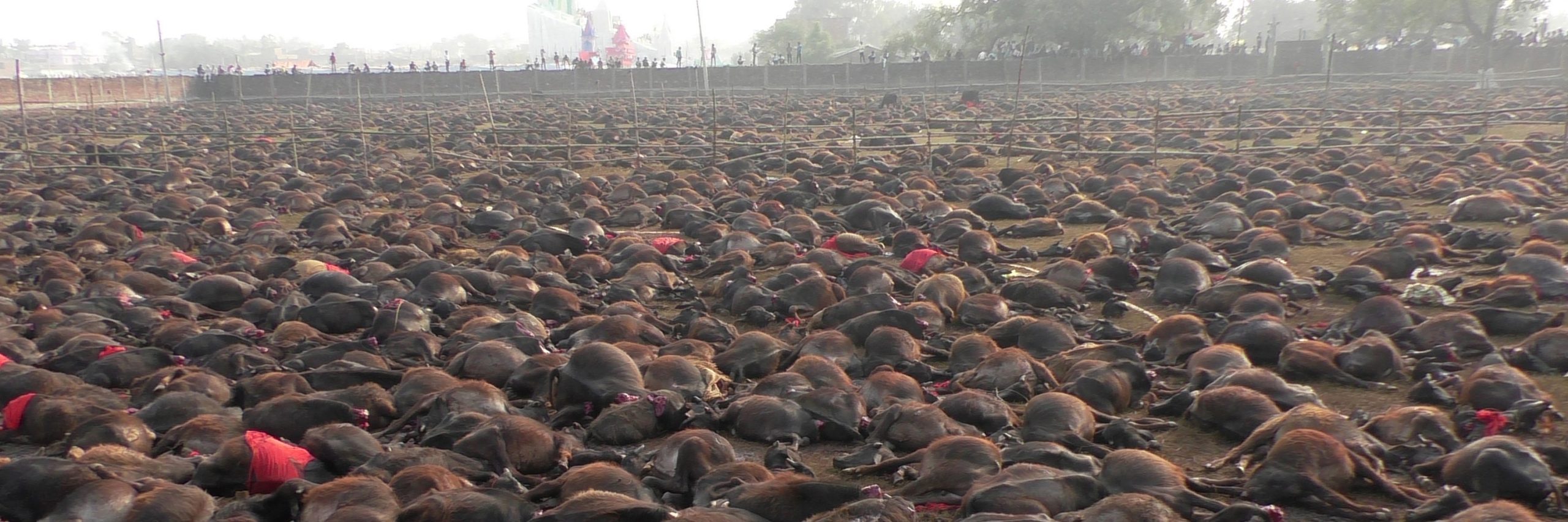 Directo desde el lugar donde todo ocurrió mostramos las consecuencias de esta barbárica y cruel masacre a la que debemos poner fin. Sacrificio religioso de Gadhimai