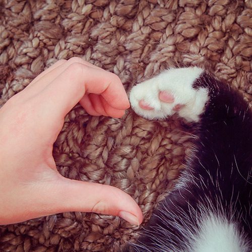 Su amor incondicional nos ha hecho ver que no solo ellos sino todos los animales quieren vivir y también aman profundamente. Amor por los animales