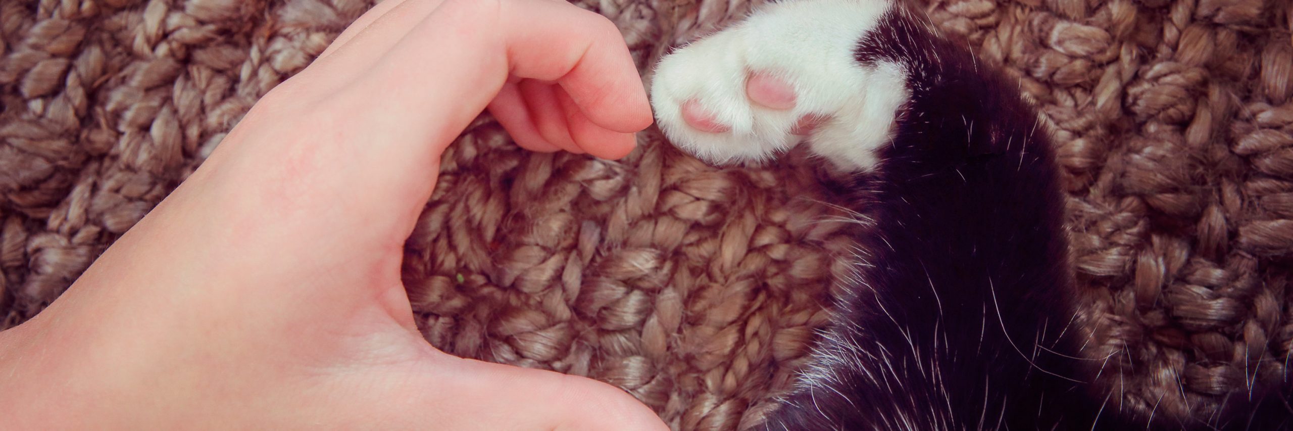 Su amor incondicional nos ha hecho ver que no solo ellos sino todos los animales quieren vivir y también aman profundamente. Amor por los animales