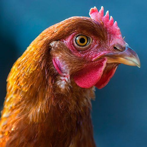 LA IPPPE es una exposición en la que se enfocan en los temas de mayor prioridad para la industria del huevo y pollo.
Gallina