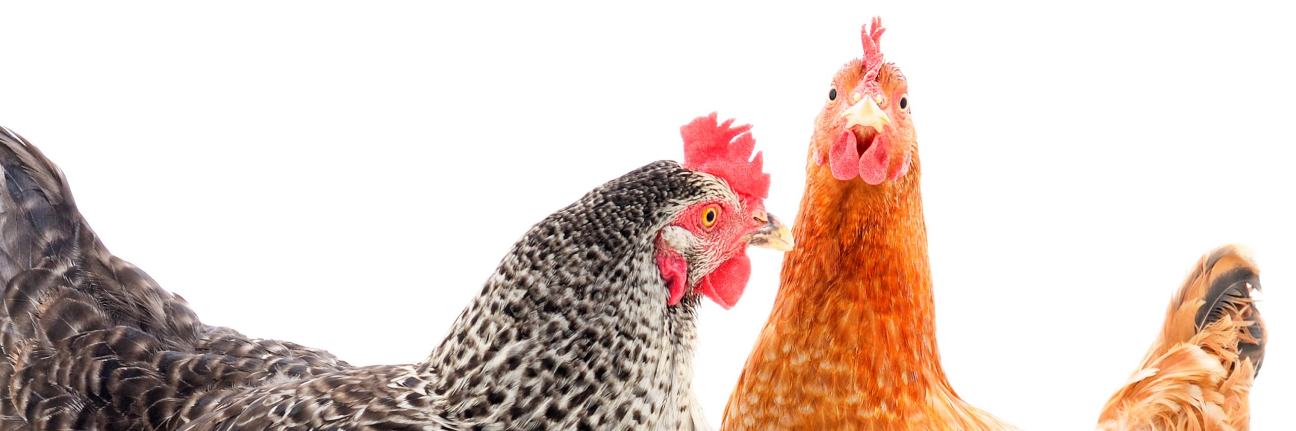 LA IPPPE es una exposición en la que se enfocan en los temas de mayor prioridad para la industria del huevo y pollo.
Gallinas