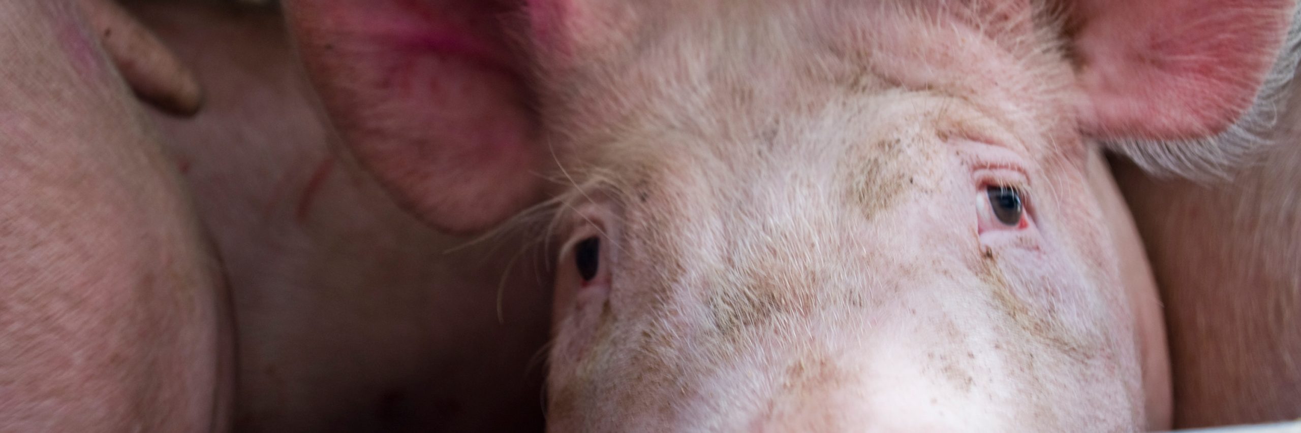 Cada año en México al menos 17 millones de animales mueren al ser transportados al matadero en condiciones extremas. Transporte de cerdos