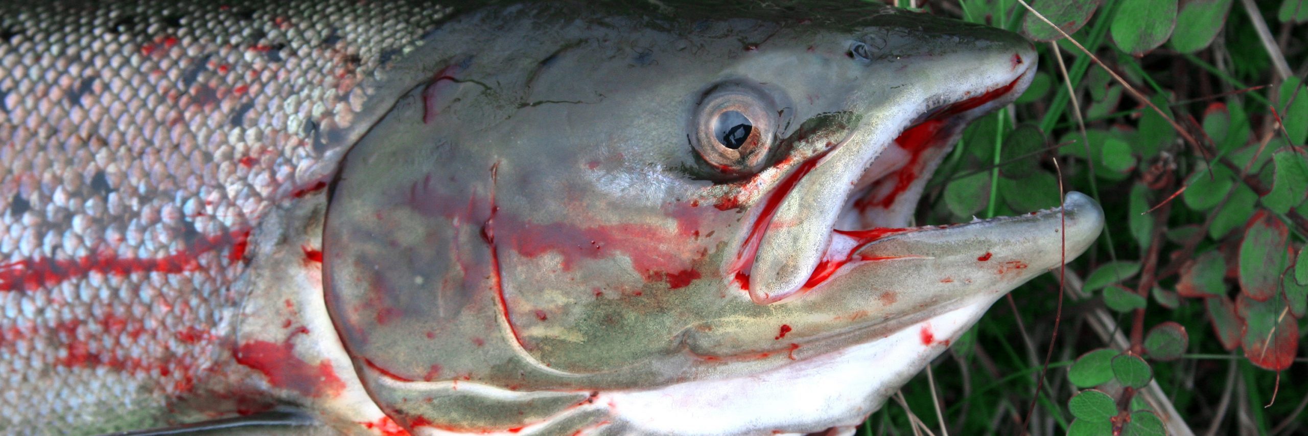 El consumo de pescado implica crueldad animal y también un impacto medioambiental tremendo y perjudica nuestra salud.
Pescado