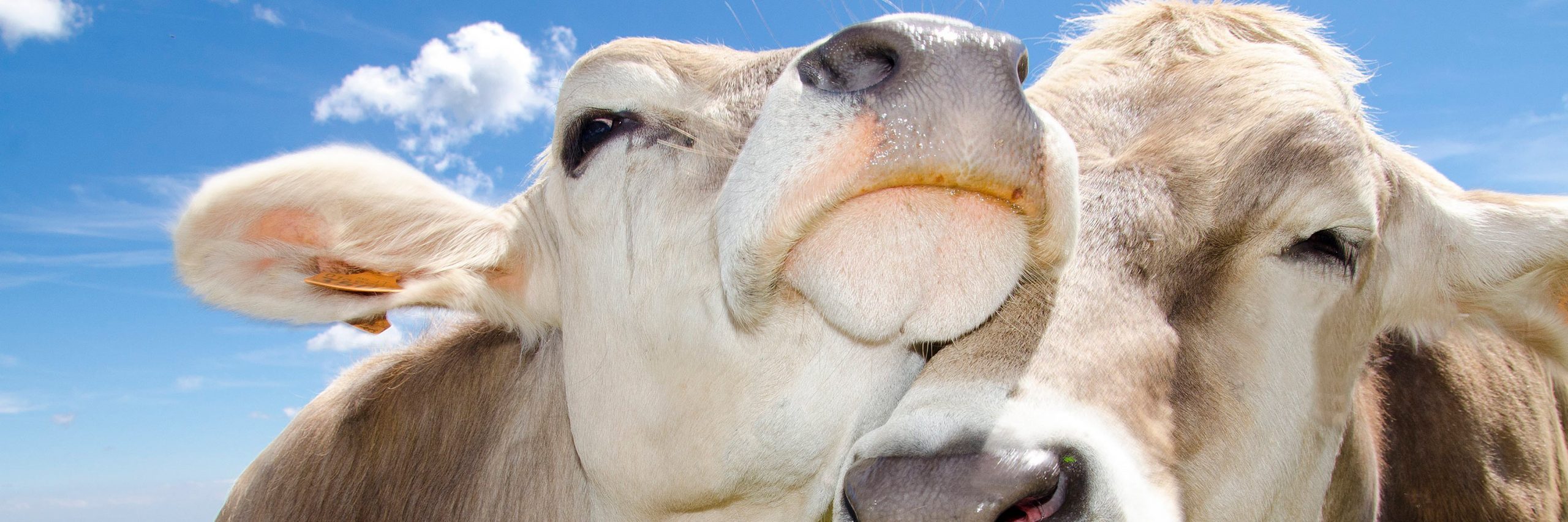 Los estándares se crearon para que se implementen pautas de manejo y cuidado de los animales.
Bienestar animal