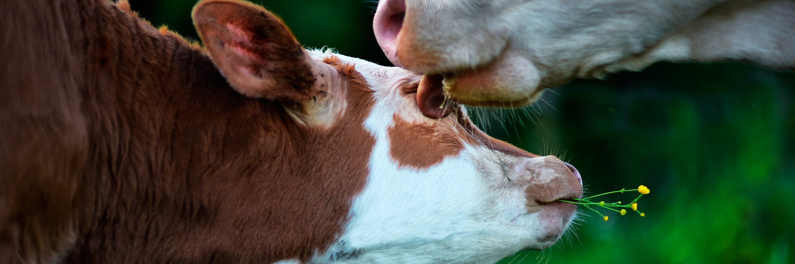Ella también pudo ver que todos los animales quieren vivir y que merecen nuestro respeto. Vaca con su ternero