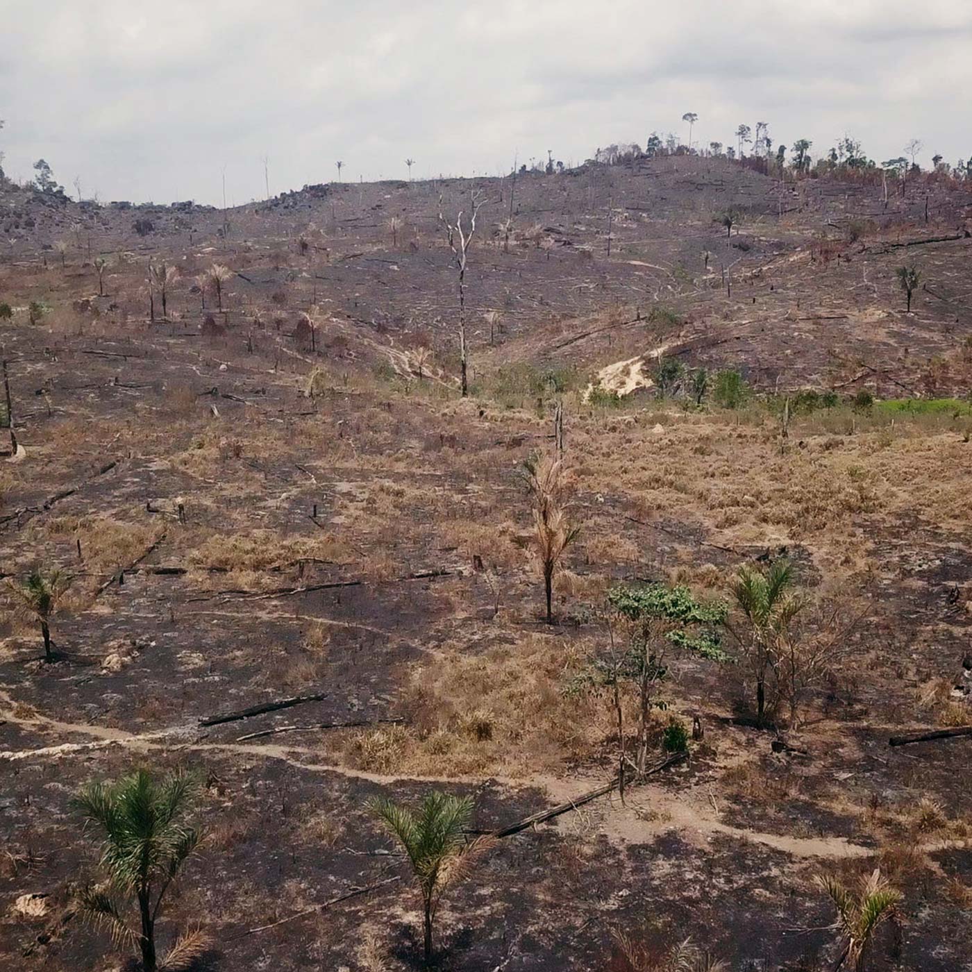 Deforestación del Amazonas