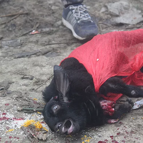 Matanza animal en Gadhimai