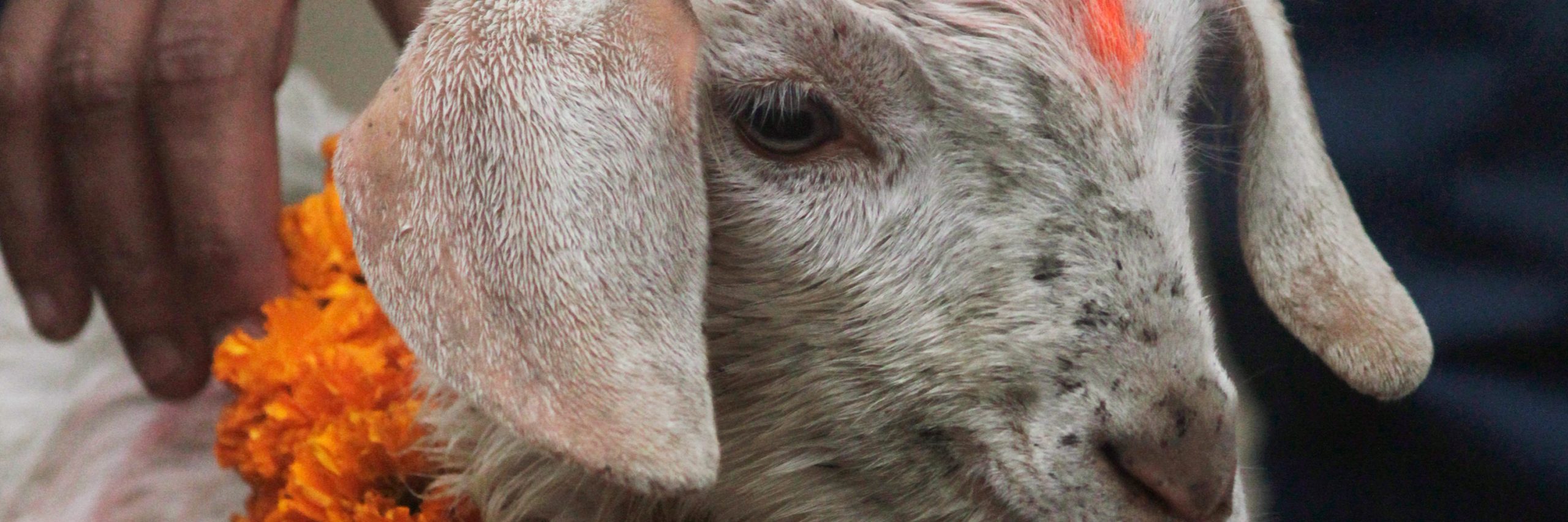 Matanza animal en Gadhimai 2020