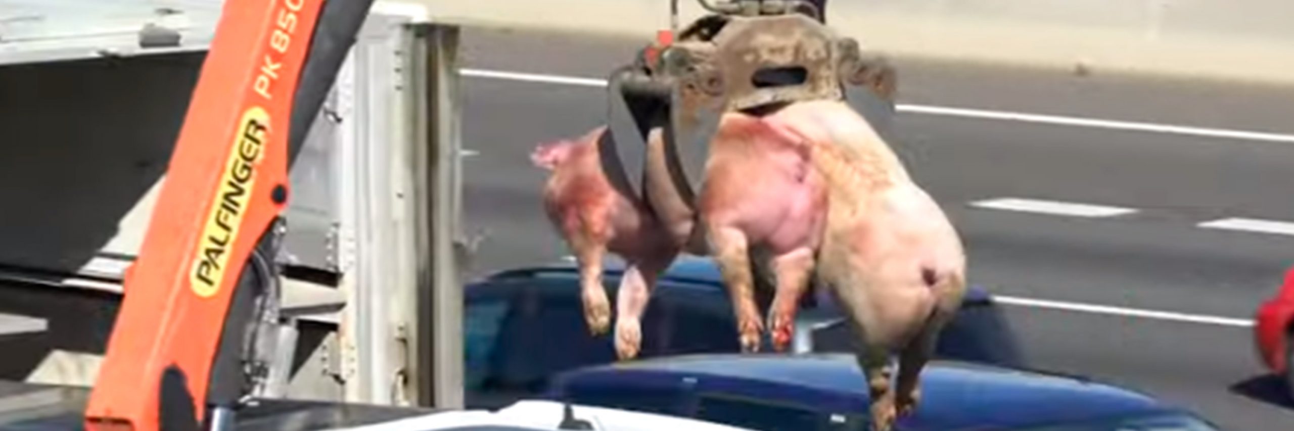 Cerdos en camión volcado